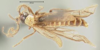 Media type: image;   Entomology 32302 Aspect: habitus dorsal view